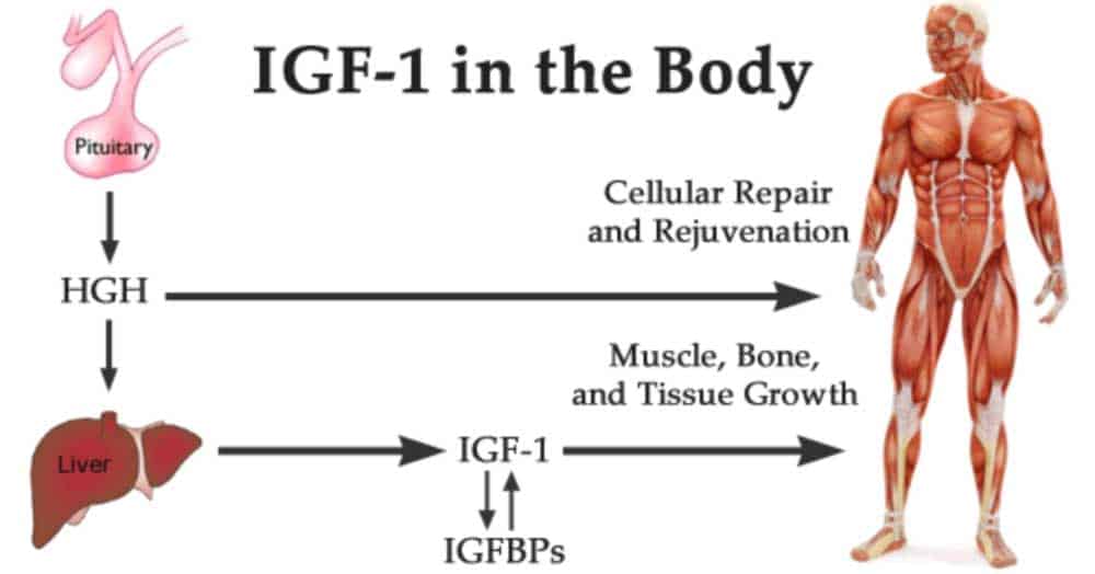 what are the benefits of ipamorelin and IGF-1